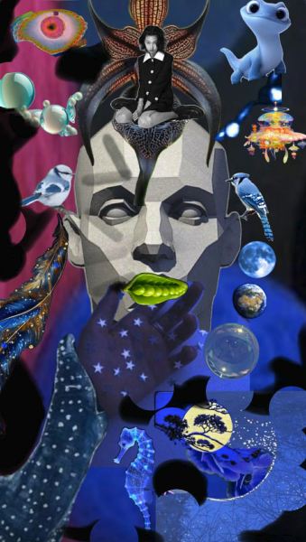 Havhest av Main Liz Vogt